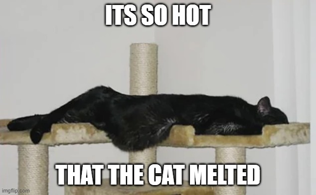 ITS SO HOT; THAT THE CAT MELTED | image tagged in heat | made w/ Imgflip meme maker