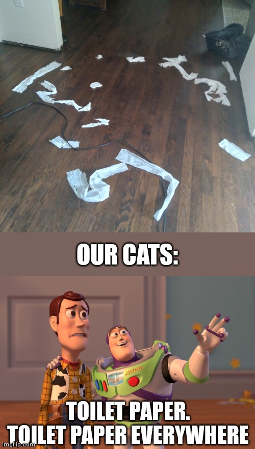 Oh boy... | OUR CATS:; TOILET PAPER. TOILET PAPER EVERYWHERE | image tagged in memes,x x everywhere | made w/ Imgflip meme maker