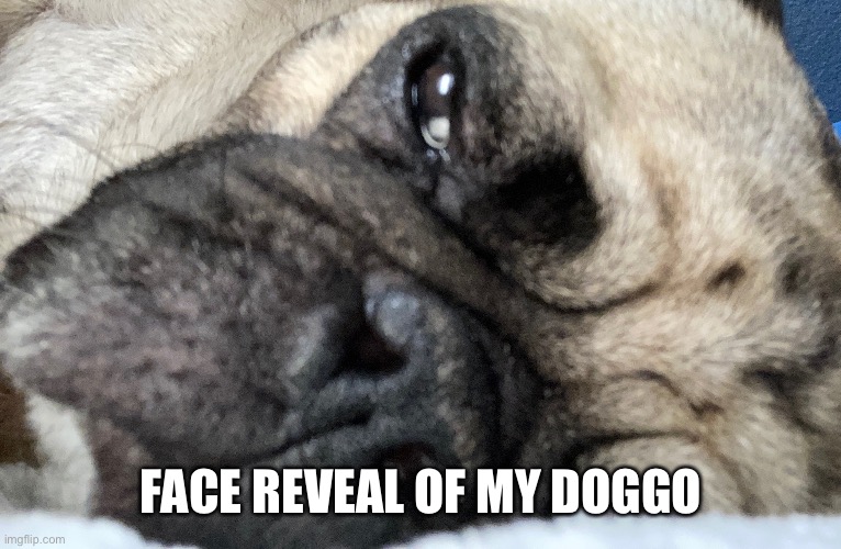 Heheheah | FACE REVEAL OF MY DOGGO | image tagged in dog,pug,face reveal | made w/ Imgflip meme maker