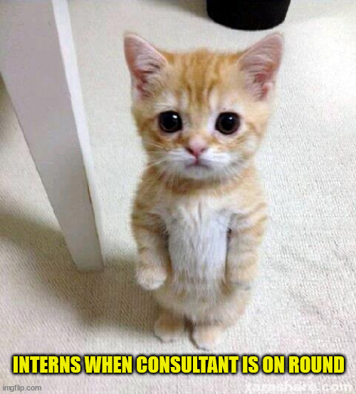 inters when consultant on round |  INTERNS WHEN CONSULTANT IS ON ROUND | image tagged in memes,cute cat | made w/ Imgflip meme maker