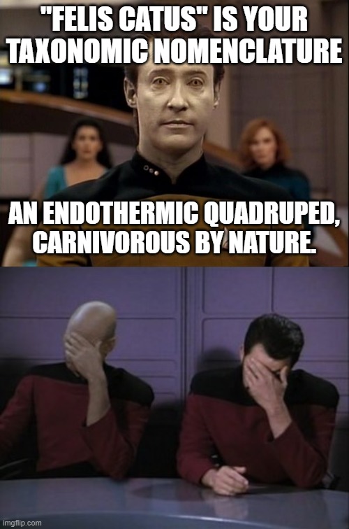 Ode to Spot |  "FELIS CATUS" IS YOUR TAXONOMIC NOMENCLATURE; AN ENDOTHERMIC QUADRUPED, CARNIVOROUS BY NATURE. | image tagged in star trek data,picard riker faceplam | made w/ Imgflip meme maker