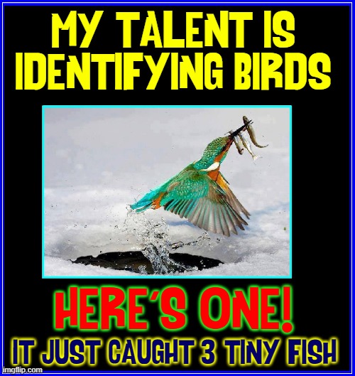 Why I Make the Big Bucks |  MY TALENT IS
IDENTIFYING BIRDS; HERE'S ONE! IT JUST CAUGHT 3 TINY FISH | image tagged in vince vance,birds,kingfisher,memes,minnows,talent | made w/ Imgflip meme maker