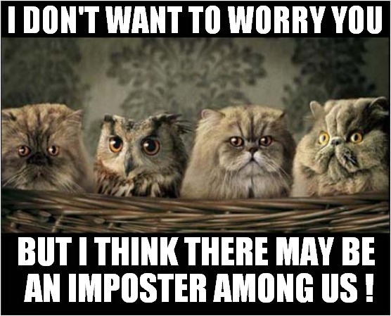 Cats In A Basket | I DON'T WANT TO WORRY YOU; BUT I THINK THERE MAY BE
 AN IMPOSTER AMONG US ! | image tagged in cats,imposter,owl | made w/ Imgflip meme maker
