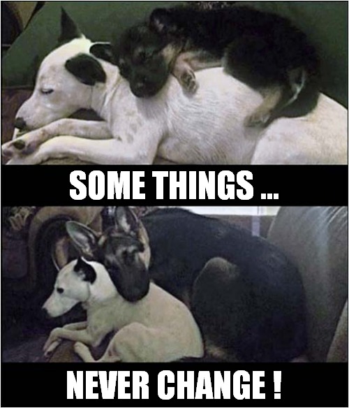 Best Pals Forever ! | SOME THINGS ... NEVER CHANGE ! | image tagged in dogs,puppy,time passes | made w/ Imgflip meme maker
