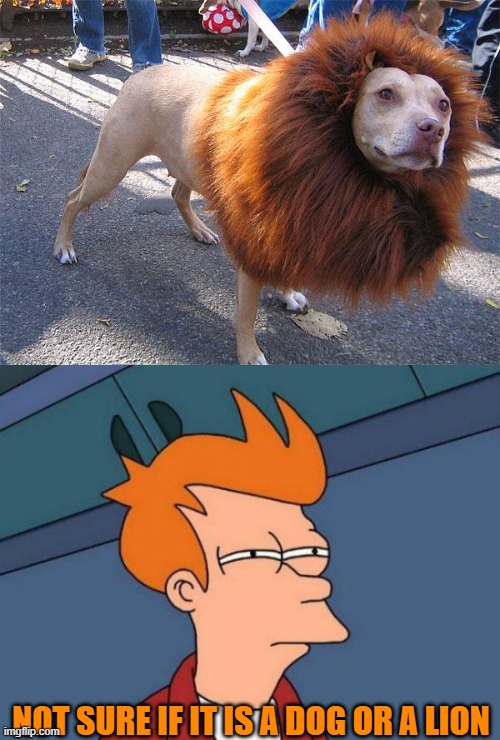 NOT SURE IF IT IS A DOG OR A LION | image tagged in memes,futurama fry | made w/ Imgflip meme maker