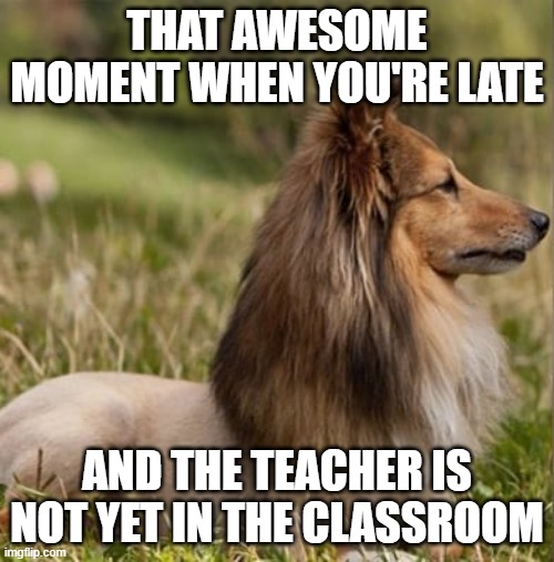 THAT AWESOME MOMENT WHEN YOU'RE LATE; AND THE TEACHER IS NOT YET IN THE CLASSROOM | image tagged in dogs | made w/ Imgflip meme maker