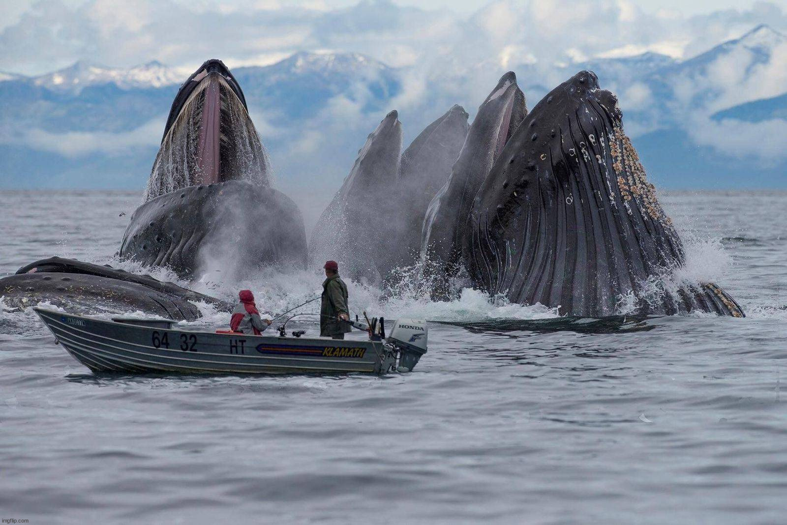 Having a whale of a time | image tagged in awesome | made w/ Imgflip meme maker