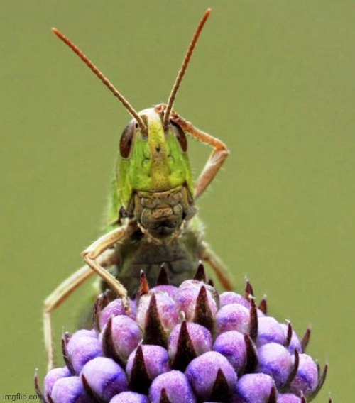 Confused Grasshopper | image tagged in confused grasshopper | made w/ Imgflip meme maker