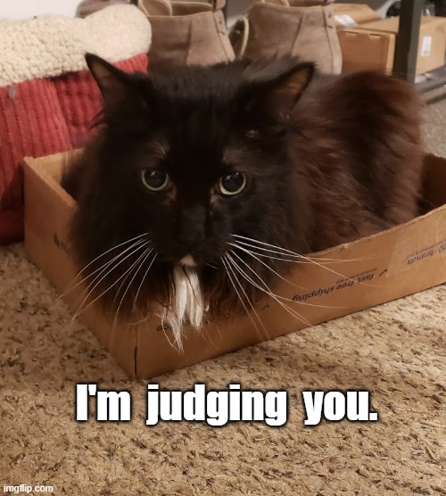 Judgmental Taz | I'm  judging  you. | image tagged in judgment,cat judging | made w/ Imgflip meme maker
