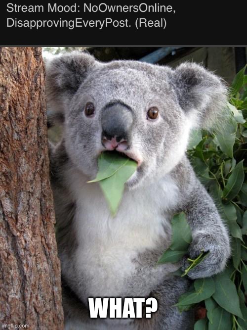 Surprised Koala | WHAT? | image tagged in memes,surprised koala | made w/ Imgflip meme maker