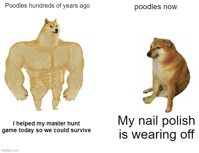Buff Doge vs. Cheems Meme | Poodles hundreds of years ago; poodles now; I helped my master hunt game today so we could survive; My nail polish is wearing off | image tagged in memes,buff doge vs cheems | made w/ Imgflip meme maker