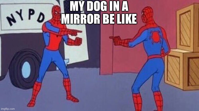 spiderman pointing at spiderman | MY DOG IN A MIRROR BE LIKE | image tagged in spiderman pointing at spiderman | made w/ Imgflip meme maker