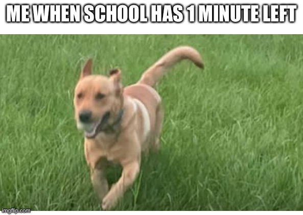 ME WHEN SCHOOL HAS 1 MINUTE LEFT | image tagged in dog | made w/ Imgflip meme maker