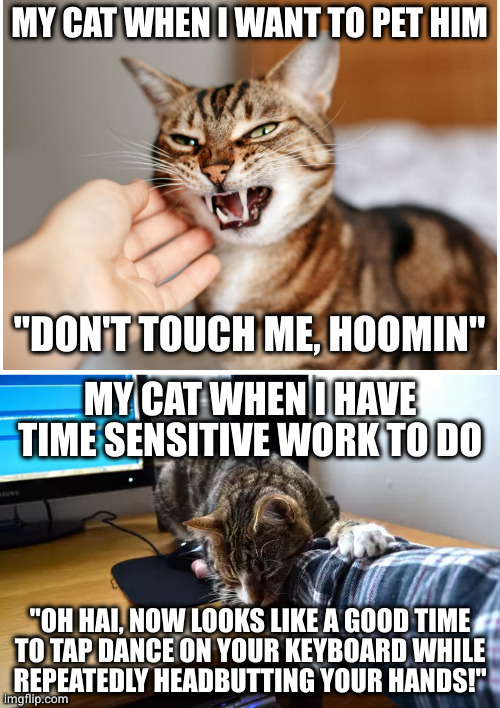 How can he even know this? | MY CAT WHEN I WANT TO PET HIM; "DON'T TOUCH ME, HOOMIN"; MY CAT WHEN I HAVE TIME SENSITIVE WORK TO DO; "OH HAI, NOW LOOKS LIKE A GOOD TIME
TO TAP DANCE ON YOUR KEYBOARD WHILE
REPEATEDLY HEADBUTTING YOUR HANDS!" | image tagged in blank white template | made w/ Imgflip meme maker