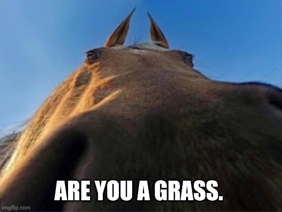 Are you a grass | ARE YOU A GRASS. | image tagged in are you a grass | made w/ Imgflip meme maker