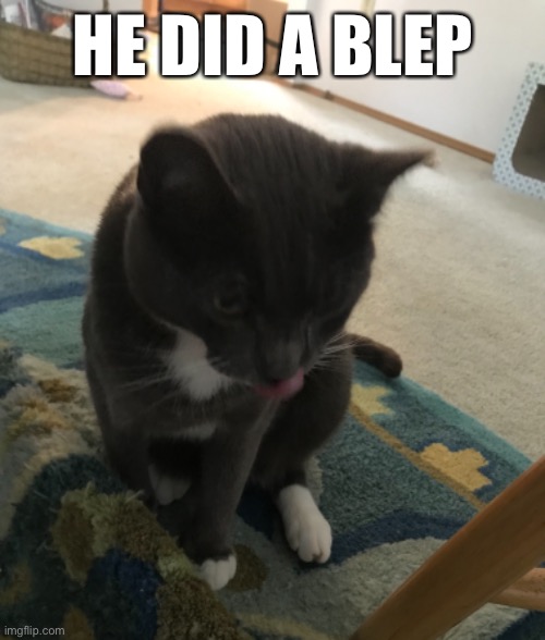 HE DID A BLEP | made w/ Imgflip meme maker