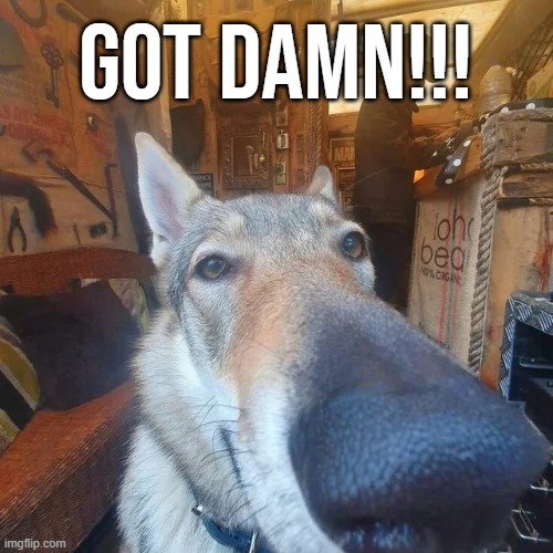 Got Damn Dog | GOT DAMN!!! | image tagged in got damn dog | made w/ Imgflip meme maker