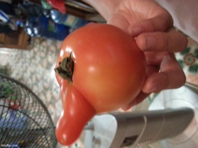 Hailing tomato | image tagged in hailing tomato | made w/ Imgflip meme maker