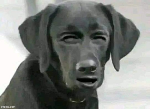 wtf dog | image tagged in wtf dog | made w/ Imgflip meme maker