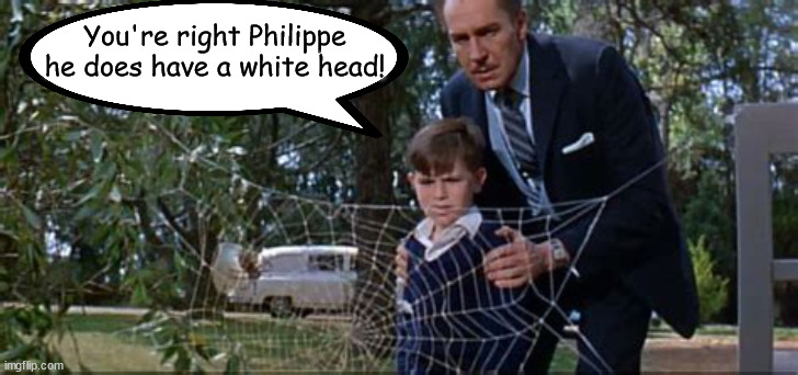 Pencefly | You're right Philippe he does have a white head! | image tagged in mike pence,2024,maga,white head,fly | made w/ Imgflip meme maker