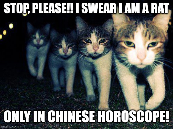 Wrong Neighboorhood Cats |  STOP, PLEASE!! I SWEAR I AM A RAT; ONLY IN CHINESE HOROSCOPE! | image tagged in memes,wrong neighboorhood cats | made w/ Imgflip meme maker
