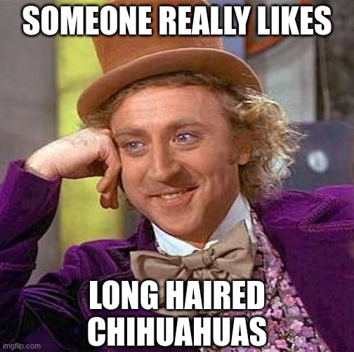 Creepy Condescending Wonka Meme | SOMEONE REALLY LIKES LONG HAIRED CHIHUAHUAS | image tagged in memes,creepy condescending wonka | made w/ Imgflip meme maker