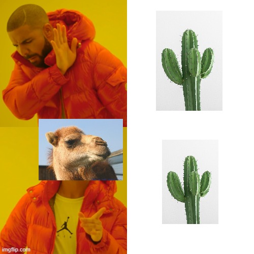 When u give a human and a camel a cactus | image tagged in memes,drake hotline bling | made w/ Imgflip meme maker