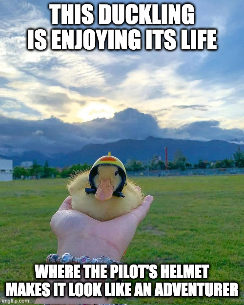 Duckling With Pilot's Helmet | THIS DUCKLING IS ENJOYING ITS LIFE; WHERE THE PILOT'S HELMET MAKES IT LOOK LIKE AN ADVENTURER | image tagged in helmet,duckling,memes | made w/ Imgflip meme maker