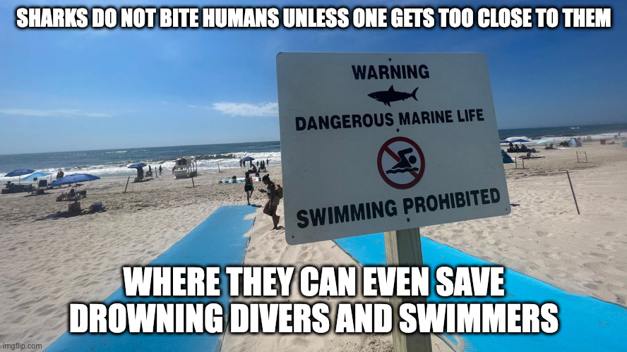 Shark Attack at Long Island | SHARKS DO NOT BITE HUMANS UNLESS ONE GETS TOO CLOSE TO THEM; WHERE THEY CAN EVEN SAVE DROWNING DIVERS AND SWIMMERS | image tagged in shark,memes,beach | made w/ Imgflip meme maker