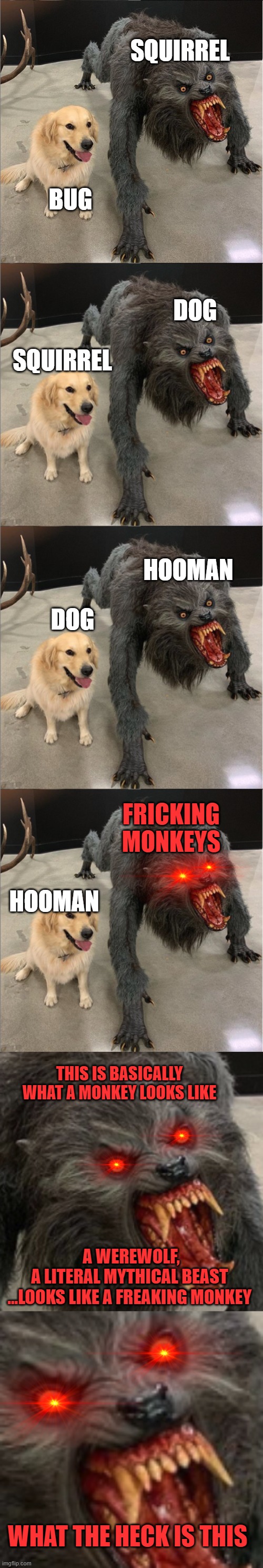 Accurate Comparison | SQUIRREL; BUG; DOG; SQUIRREL; HOOMAN; DOG; FRICKING MONKEYS; HOOMAN; THIS IS BASICALLY WHAT A MONKEY LOOKS LIKE; A WEREWOLF,
A LITERAL MYTHICAL BEAST 
...LOOKS LIKE A FREAKING MONKEY; WHAT THE HECK IS THIS | image tagged in dog vs werewolf,what is this,werewolf,monkey,comparison | made w/ Imgflip meme maker