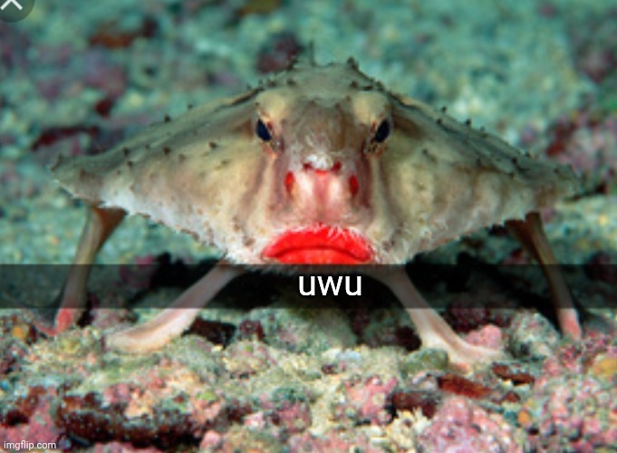 uwu | uwu | image tagged in when the snapchat filter comes off | made w/ Imgflip meme maker