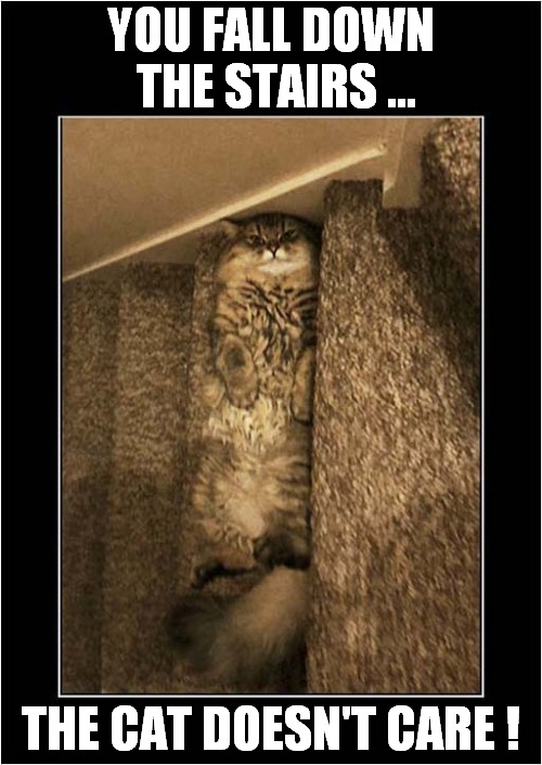 Typical Cat ! | YOU FALL DOWN
 THE STAIRS ... THE CAT DOESN'T CARE ! | image tagged in cats,falling down,stairs,doesn't care | made w/ Imgflip meme maker
