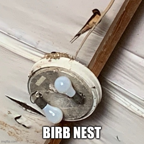 Birb nest | BIRB NEST | made w/ Imgflip meme maker