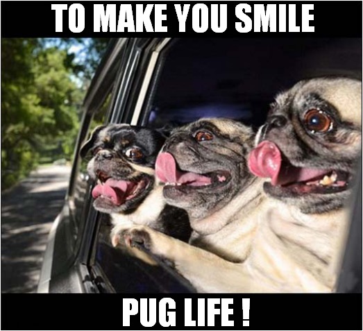 Car Ride ! | TO MAKE YOU SMILE; PUG LIFE ! | image tagged in dogs,pugs,smile | made w/ Imgflip meme maker