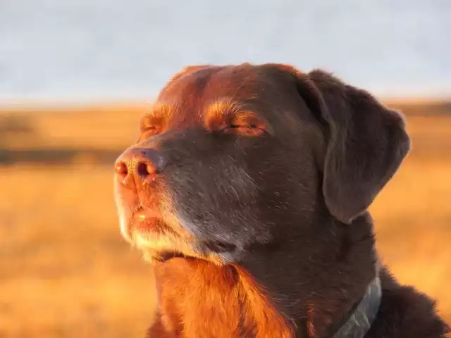 High Quality Dog tired Blank Meme Template