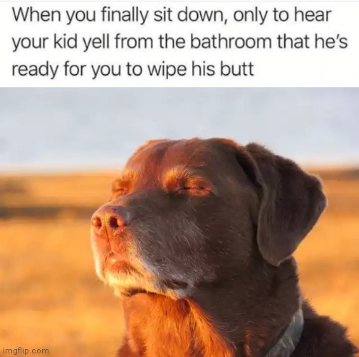 Dog tired | image tagged in dog tired | made w/ Imgflip meme maker