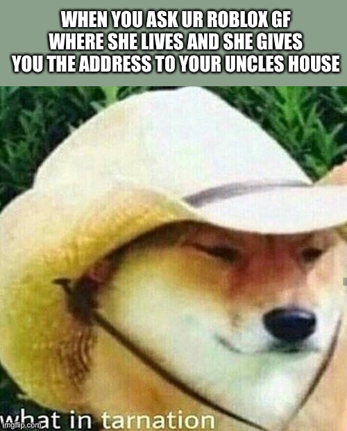 What in tarnation dog | WHEN YOU ASK UR ROBLOX GF WHERE SHE LIVES AND SHE GIVES YOU THE ADDRESS TO YOUR UNCLES HOUSE | image tagged in what in tarnation dog | made w/ Imgflip meme maker