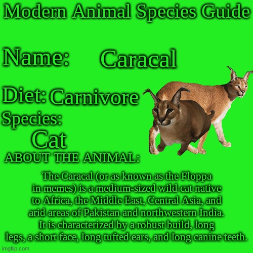 Modern Animal Species Guide.mp3 | Caracal; Carnivore; Cat; The Caracal (or as known as the Floppa in memes) is a medium-sized wild cat native to Africa, the Middle East, Central Asia, and arid areas of Pakistan and northwestern India. It is characterized by a robust build, long legs, a short face, long tufted ears, and long canine teeth. | image tagged in modern animal species guide,floppa,animals | made w/ Imgflip meme maker