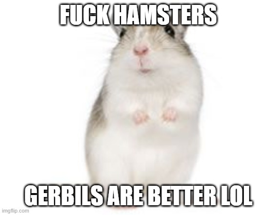 gerbils are better than hamsters lol | FUCK HAMSTERS; GERBILS ARE BETTER LOL | image tagged in gerbil | made w/ Imgflip meme maker