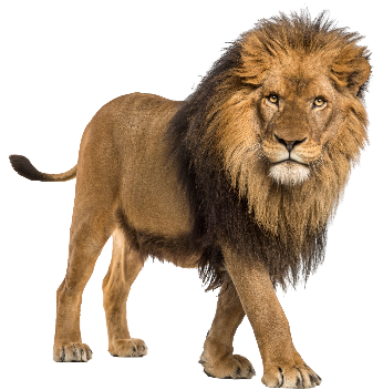 Lion (Male) Blank Template - Imgflip