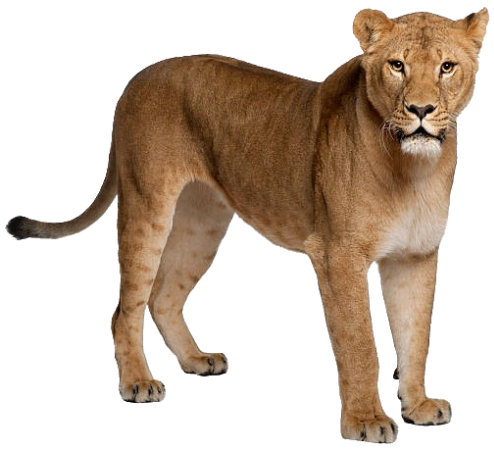 Lion (Female) Blank Meme Template