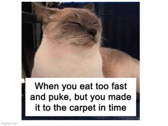 ???? | image tagged in cats | made w/ Imgflip meme maker