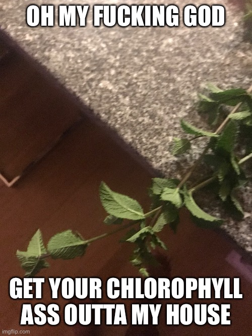 OH MY FUCKING GOD GET YOUR CHLOROPHYLL ASS OUTTA MY HOUSE | made w/ Imgflip meme maker