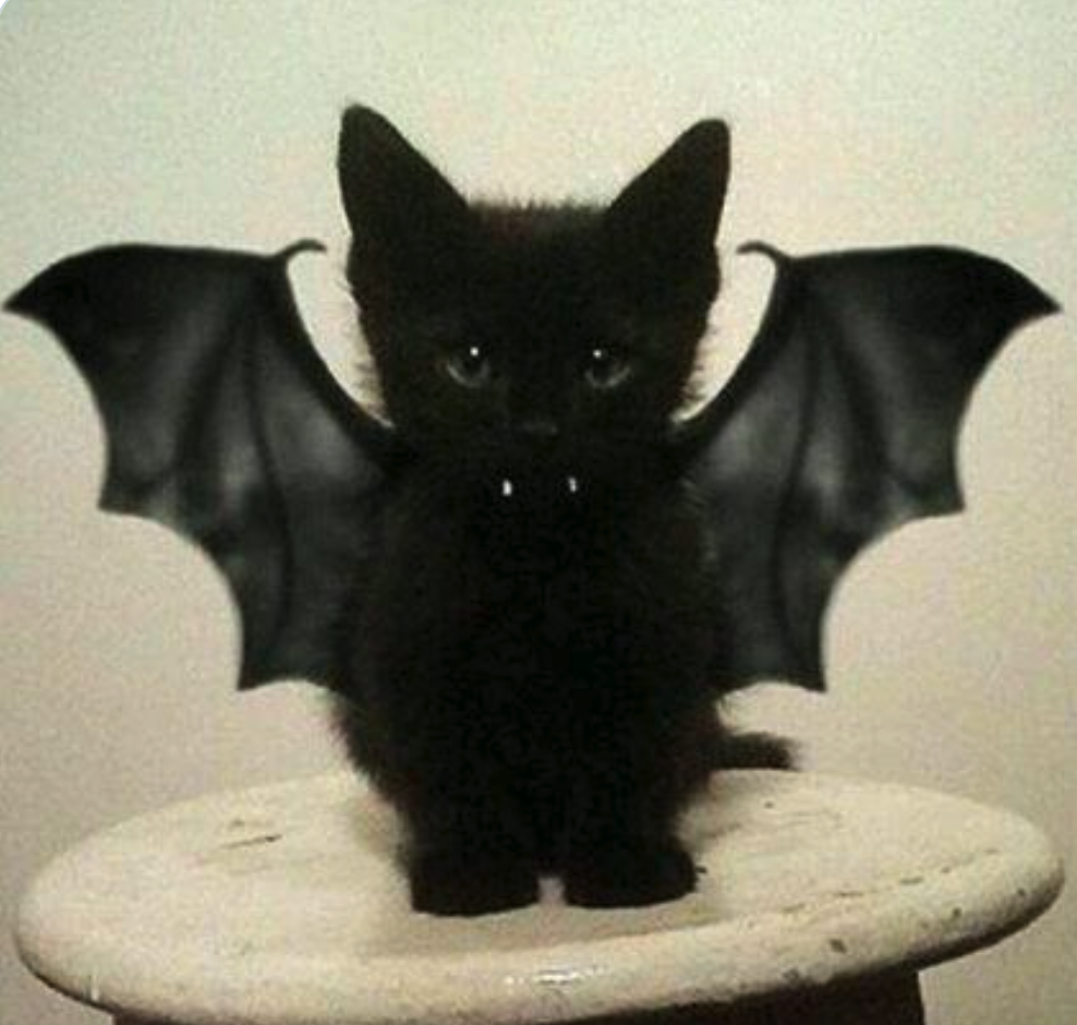 Bat Kitten Blank Meme Template