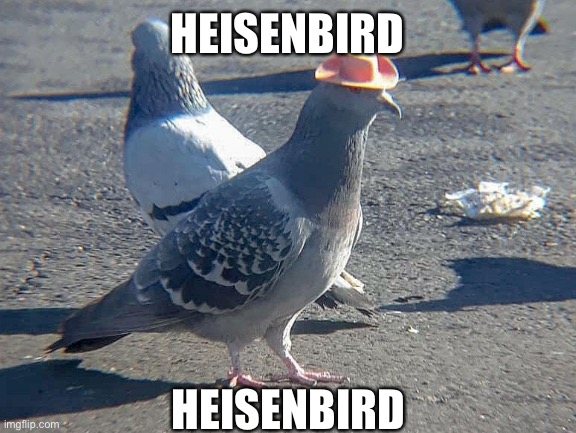 heisenbird | HEISENBIRD; HEISENBIRD | image tagged in white background | made w/ Imgflip meme maker