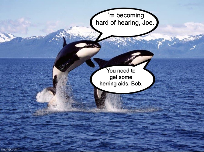 Whales | I’m becoming hard of hearing, Joe. You need to get some herring aids, Bob. | image tagged in bad pun | made w/ Imgflip meme maker