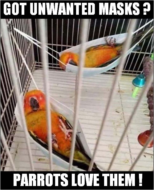 Parrot Hammocks ! | GOT UNWANTED MASKS ? PARROTS LOVE THEM ! | image tagged in parrots,masks,hammocks | made w/ Imgflip meme maker