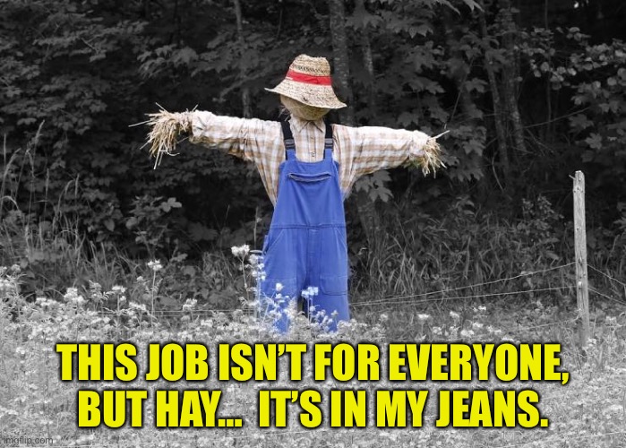 Hay | THIS JOB ISN’T FOR EVERYONE, BUT HAY…  IT’S IN MY JEANS. | image tagged in bad pun | made w/ Imgflip meme maker
