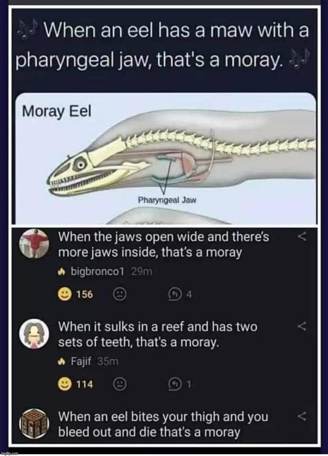 That’s a moray | image tagged in that s a moray | made w/ Imgflip meme maker