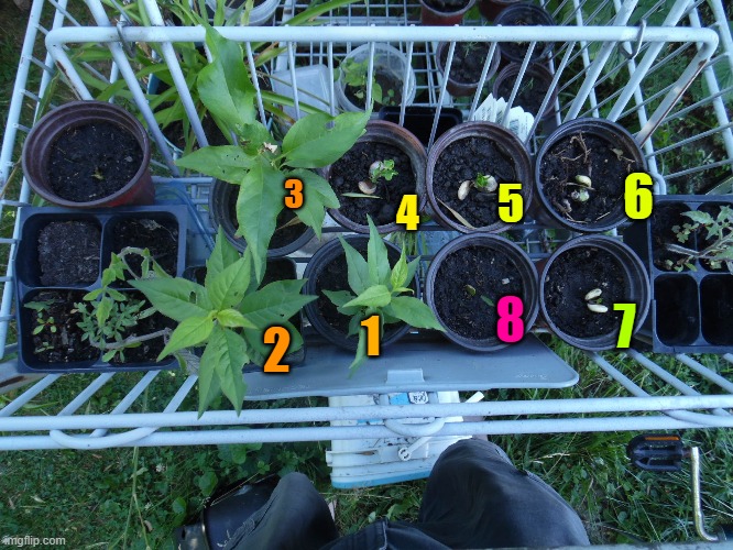 1-3 plum seedlings, 4-7 apricot seedlings | 6; 3; 5; 4; 8; 7; 1; 2 | image tagged in fruit trees,seedlings,from almonds | made w/ Imgflip meme maker